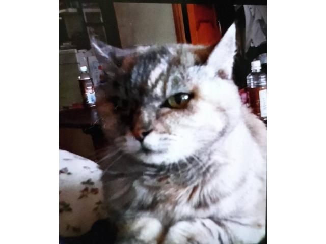 dispPetName($row['pet_name'])