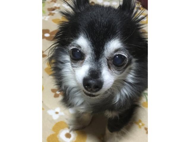 dispPetName($row['pet_name'])