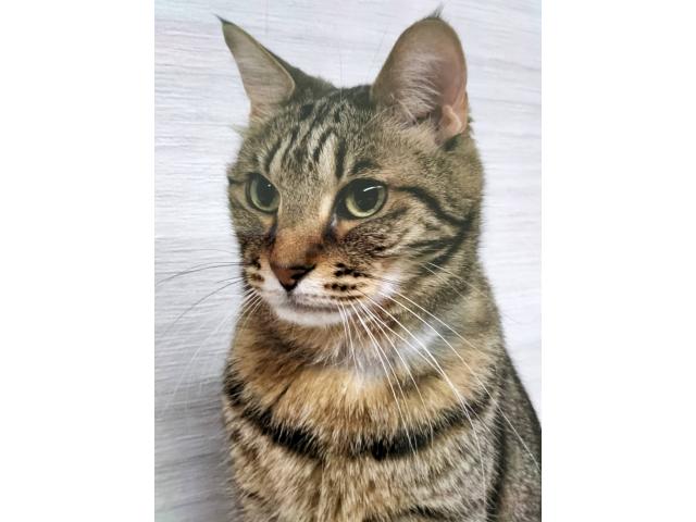 dispPetName($row['pet_name'])
