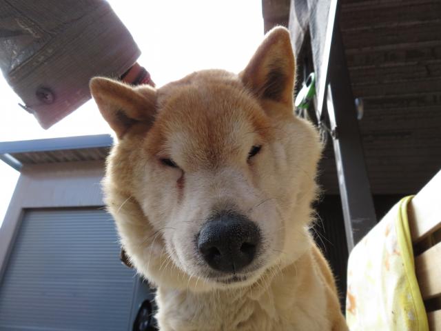 dispPetName($row['pet_name'])
