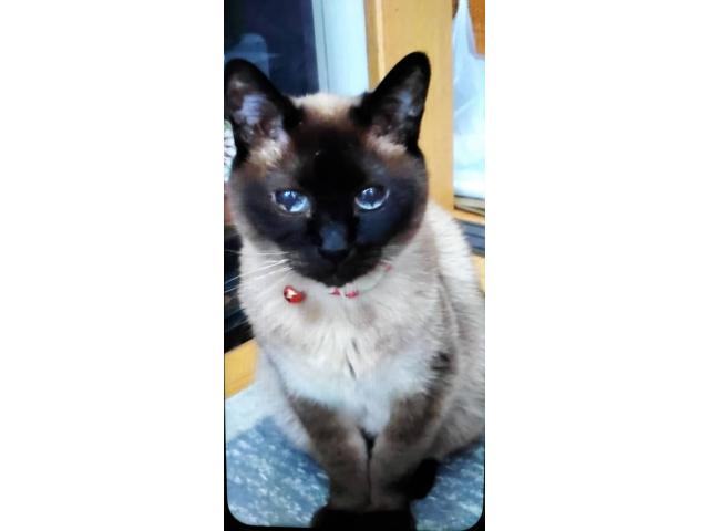 dispPetName($row['pet_name'])