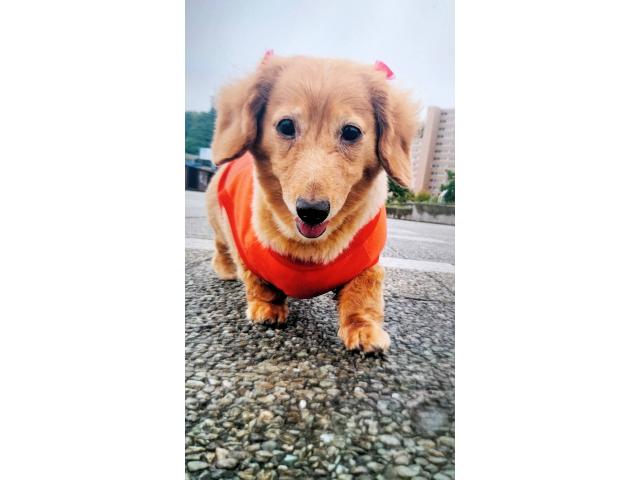dispPetName($row['pet_name'])
