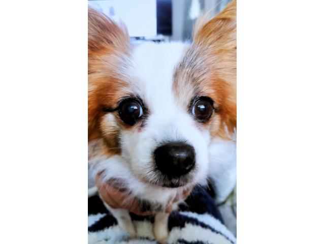 dispPetName($row['pet_name'])