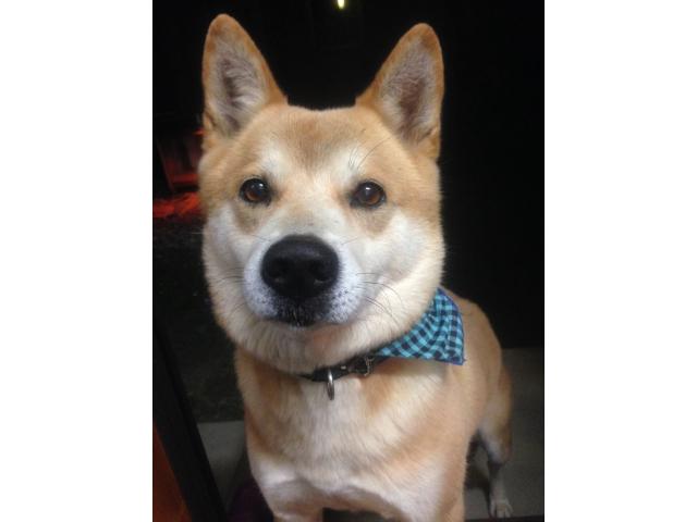dispPetName($row['pet_name'])