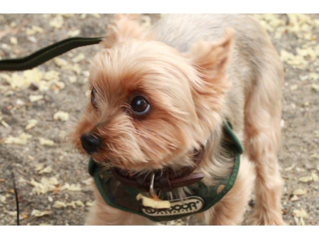 dispPetName($row['pet_name'])