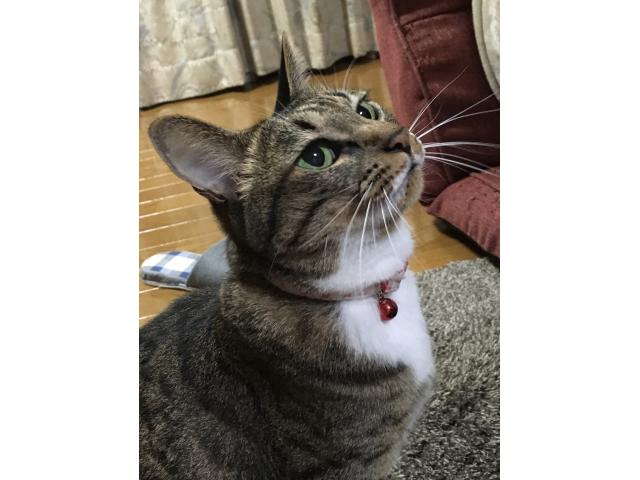 dispPetName($row['pet_name'])
