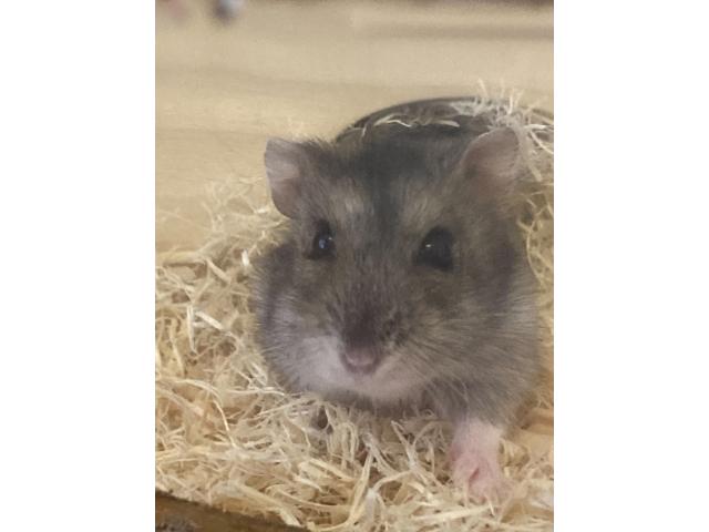 dispPetName($row['pet_name'])