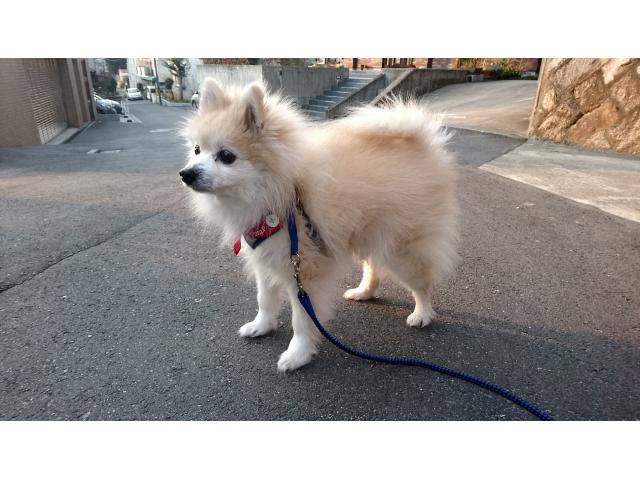 dispPetName($row['pet_name'])