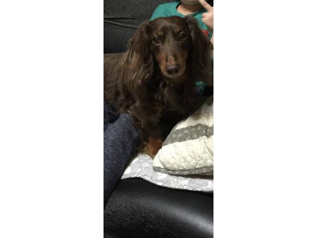 dispPetName($row['pet_name'])