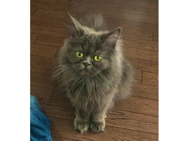dispPetName($row['pet_name'])