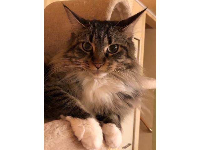 dispPetName($row['pet_name'])