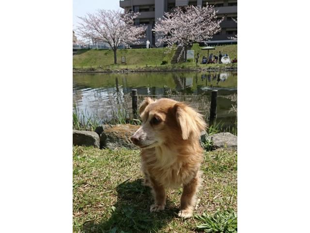dispPetName($row['pet_name'])