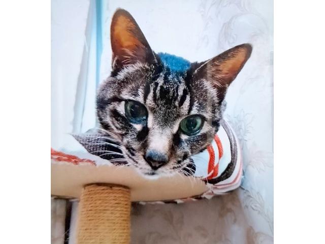 dispPetName($row['pet_name'])