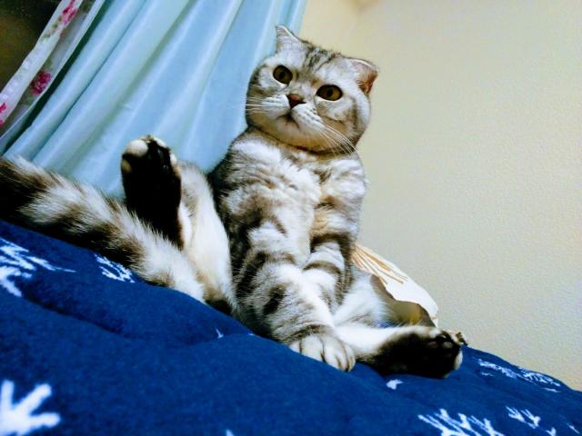 dispPetName($row['pet_name'])