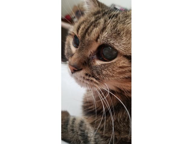 dispPetName($row['pet_name'])
