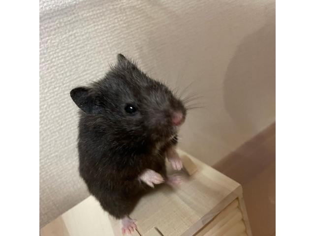 dispPetName($row['pet_name'])