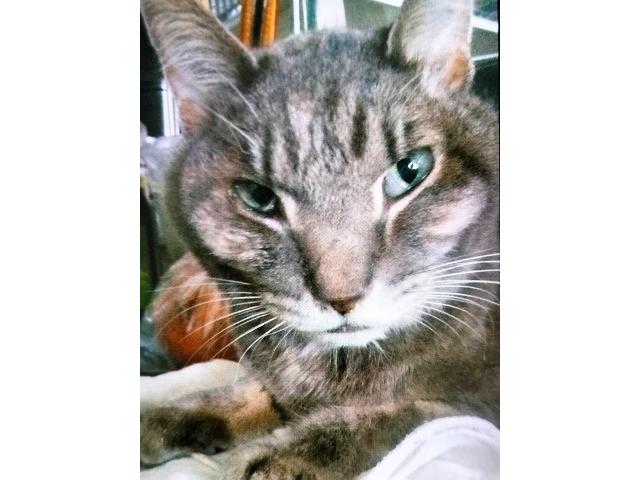 dispPetName($row['pet_name'])