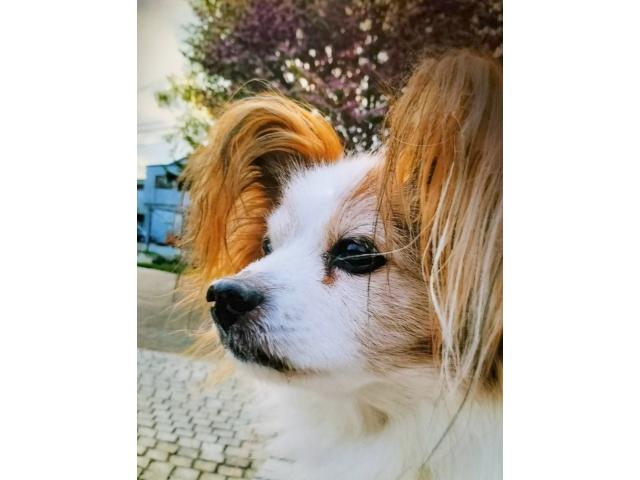 dispPetName($row['pet_name'])