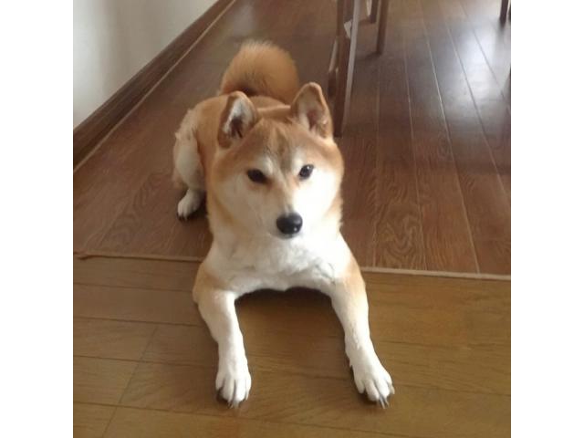 dispPetName($row['pet_name'])