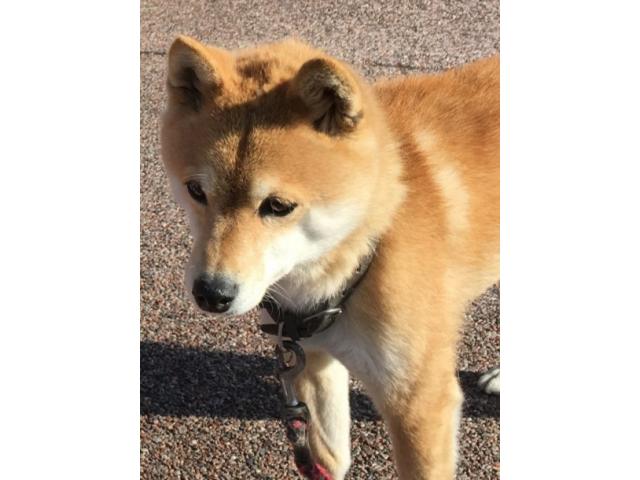 dispPetName($row['pet_name'])