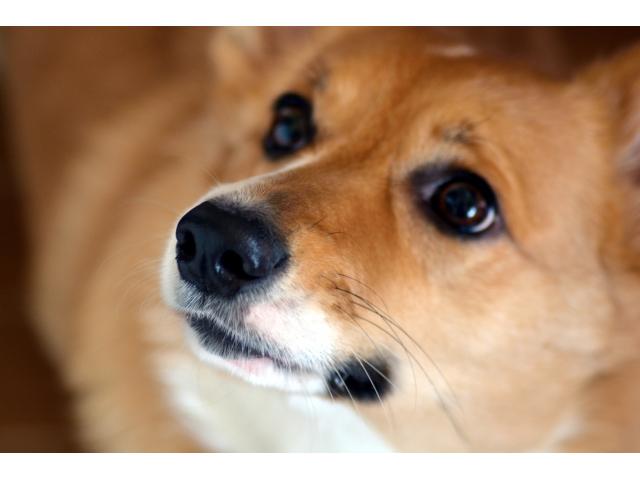 dispPetName($row['pet_name'])