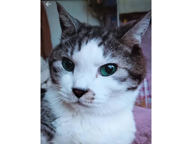 dispPetName($row['pet_name'])