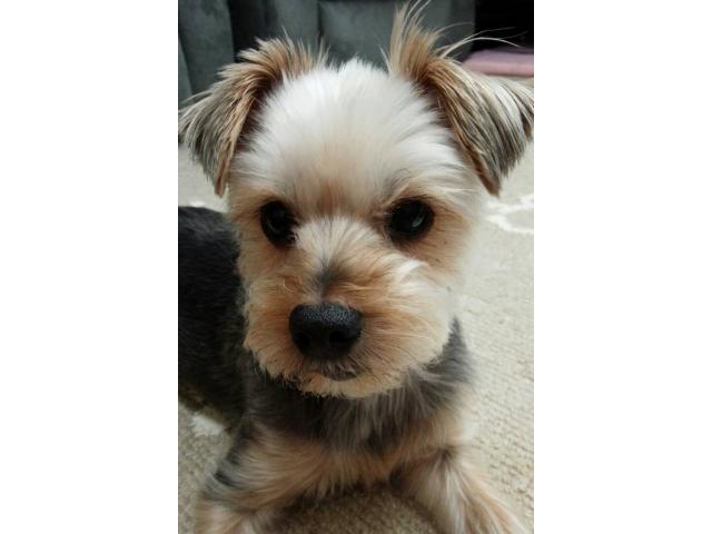 dispPetName($row['pet_name'])