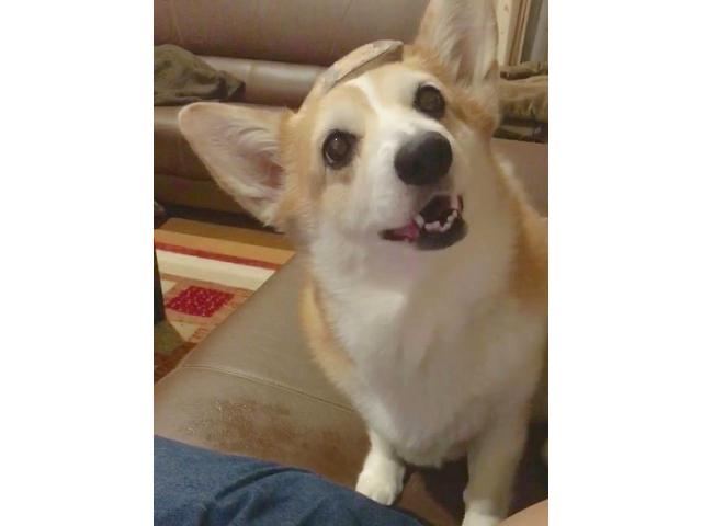 dispPetName($row['pet_name'])