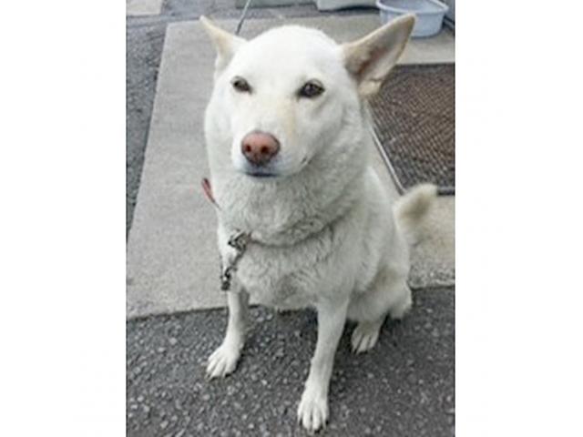 dispPetName($row['pet_name'])