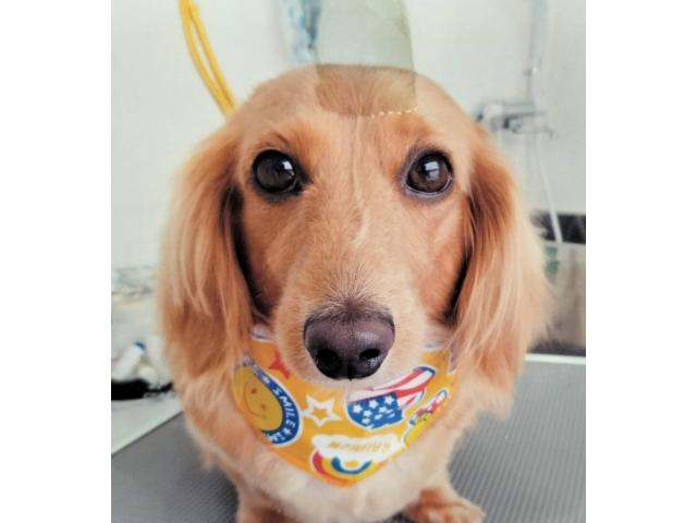 dispPetName($row['pet_name'])
