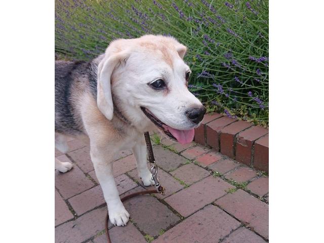 dispPetName($row['pet_name'])