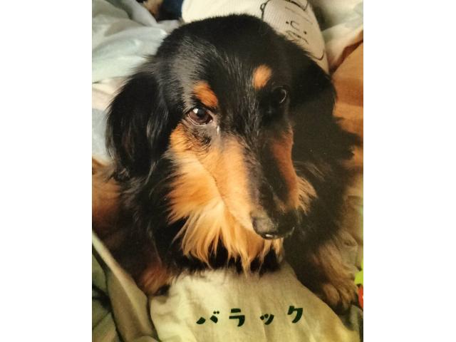 dispPetName($row['pet_name'])
