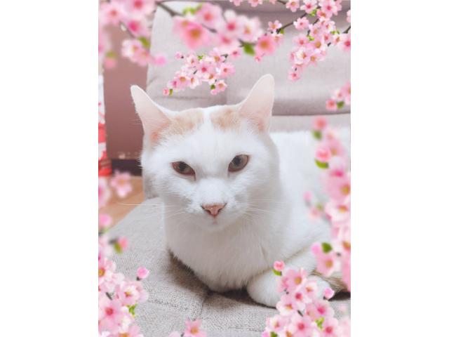 dispPetName($row['pet_name'])