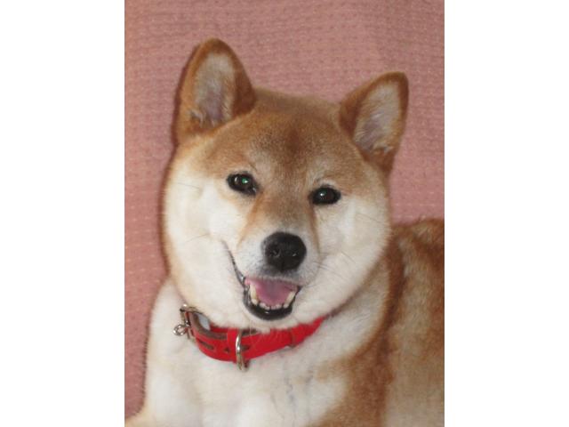 dispPetName($row['pet_name'])