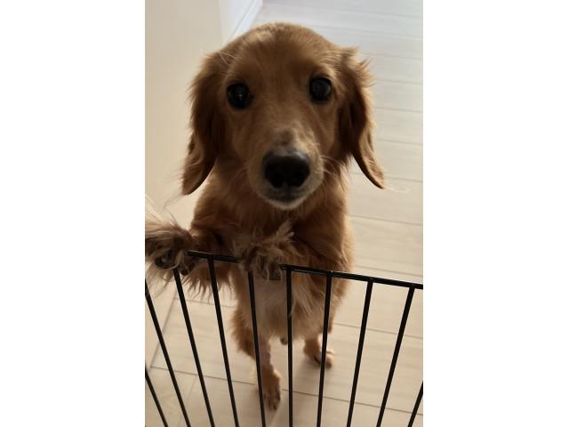 dispPetName($row['pet_name'])