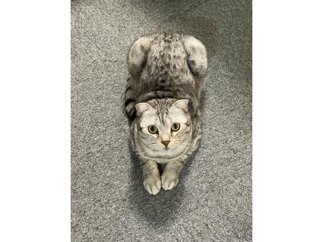 dispPetName($row['pet_name'])