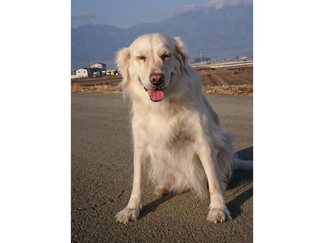 dispPetName($row['pet_name'])