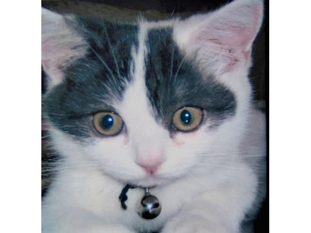 dispPetName($row['pet_name'])