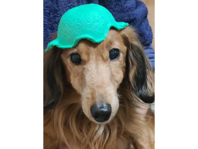 dispPetName($row['pet_name'])