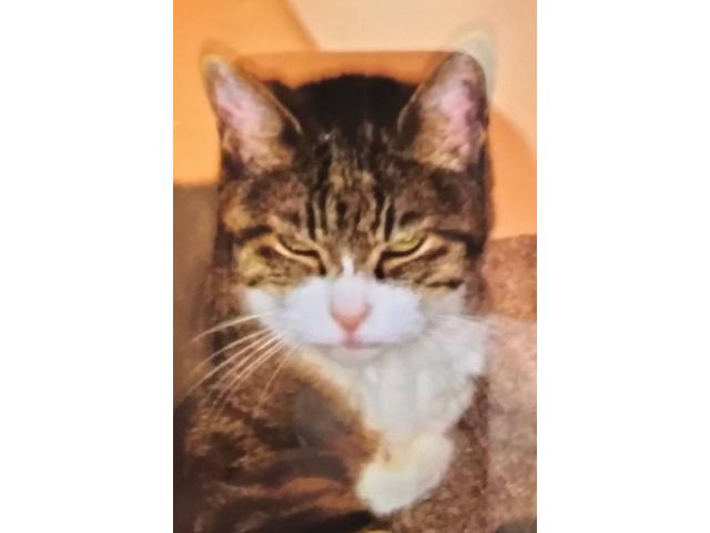 dispPetName($row['pet_name'])