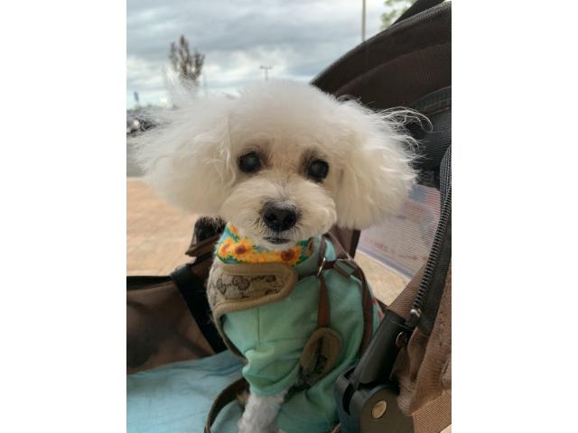 dispPetName($row['pet_name'])