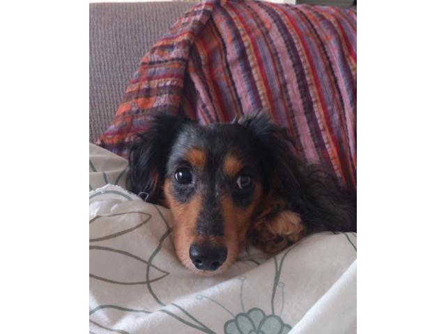 dispPetName($row['pet_name'])