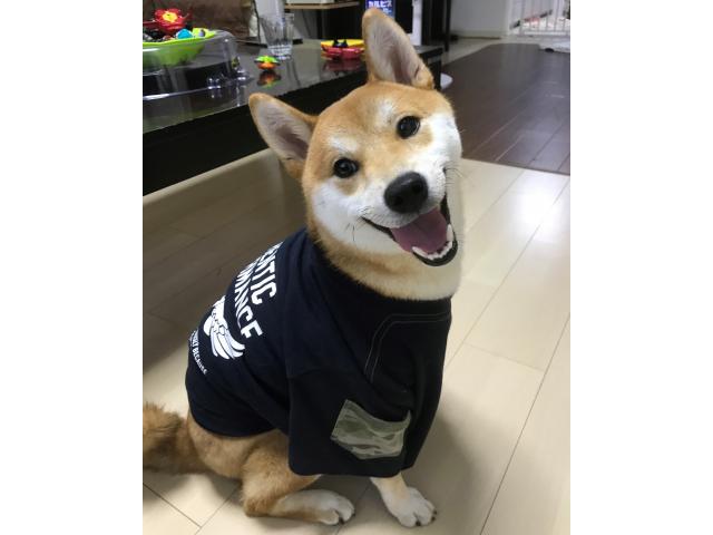 dispPetName($row['pet_name'])