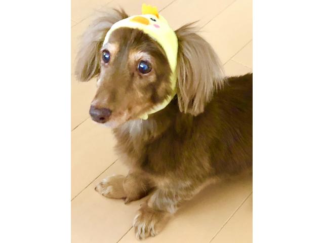 dispPetName($row['pet_name'])