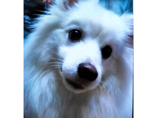 dispPetName($row['pet_name'])