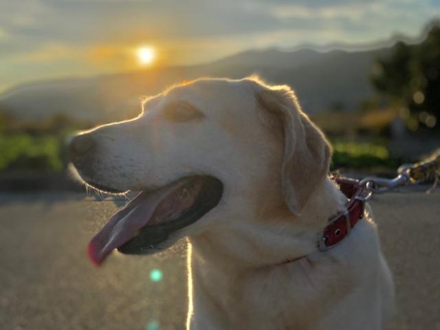 dispPetName($row['pet_name'])