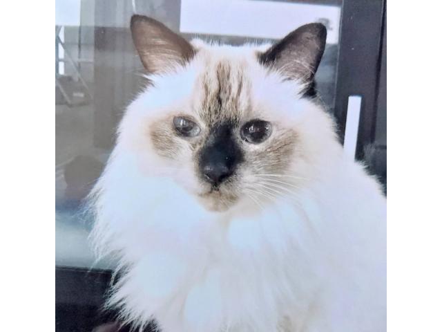 dispPetName($row['pet_name'])