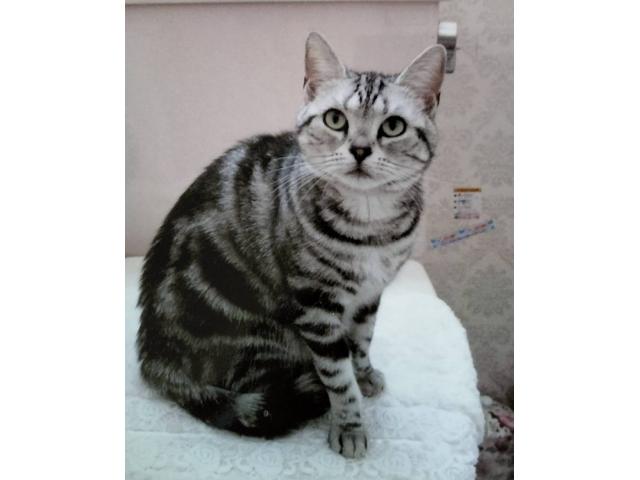 dispPetName($row['pet_name'])