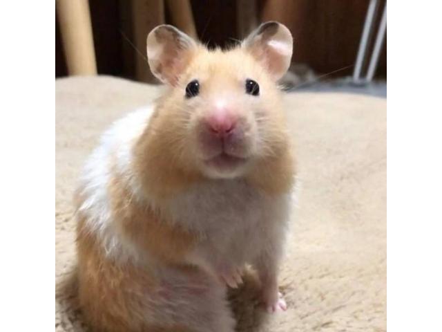 dispPetName($row['pet_name'])
