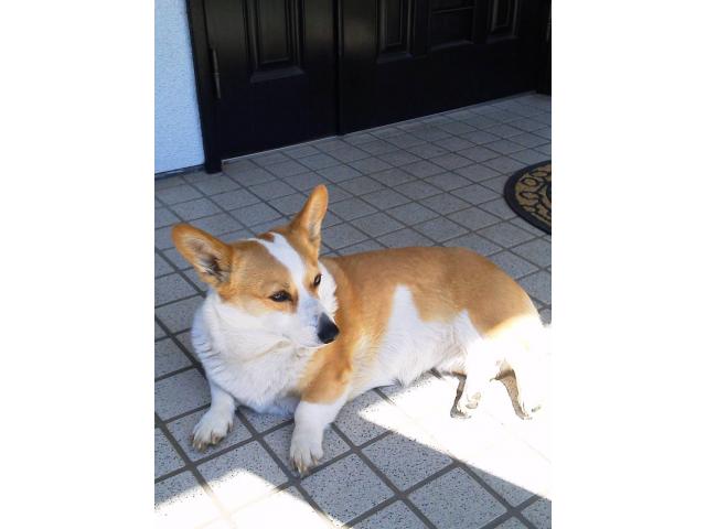 dispPetName($row['pet_name'])